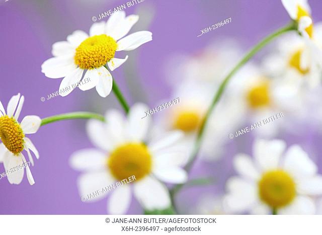 scentless feverfew, charming daisy-like tansy