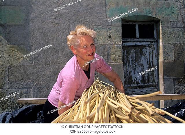 woman carrying bundle of debarked and air dried willow, Villaines-les-Rochers, Indre-et-Loire department, Centre region, France, Europe