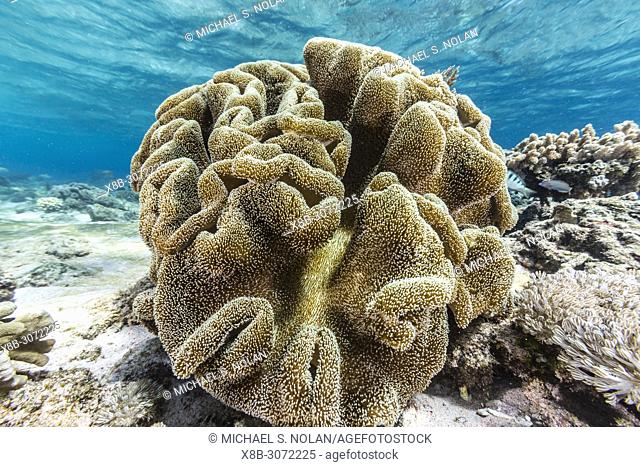 Profusion of hard and soft corals underwater on Mengiatan Island, Komodo National Park, Flores Sea, Indonesia