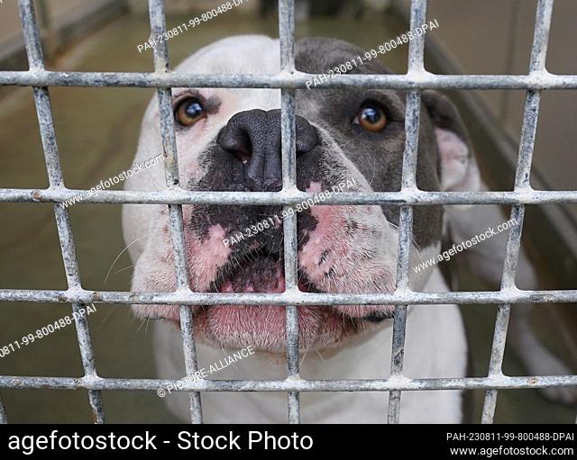PRODUCTION - 10 August 2023, Hamburg: An American Staffordshire and pit bull terrier mix stands in its cage at the Süderstraße animal shelter