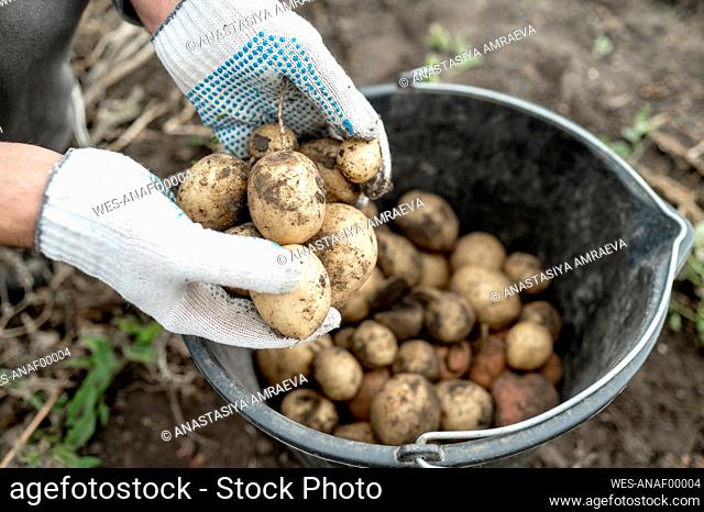Hands of farmer wearing gloves putting dirty potatoes in bucket