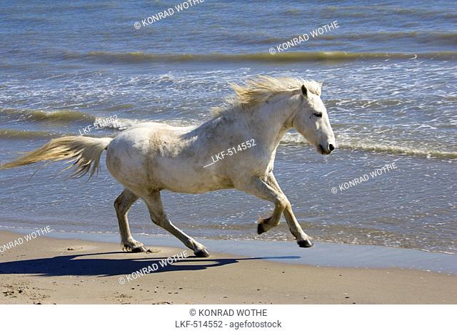 Camargue horse running on the beach, Camargue, France