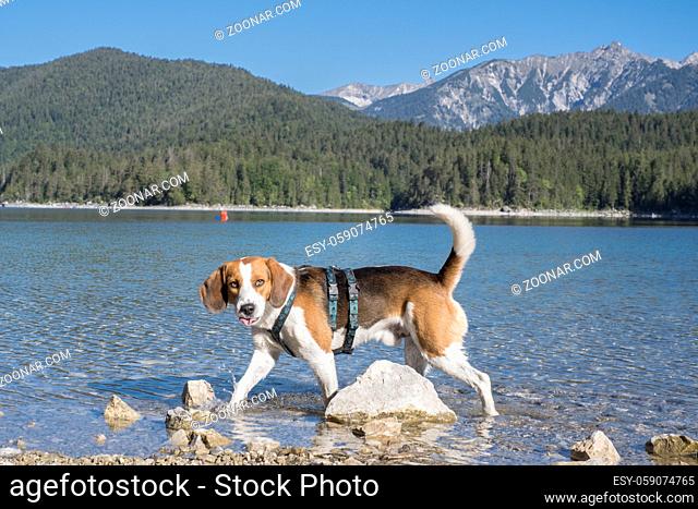 Beagle beim Rundweg um den idyllischen Gebirgssee Eibsee im Werdenfelser Land
