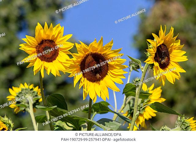 26 July 2019, Saxony, Pirna: Two bees and a bumblebee are approaching on several sunflowers at a field near Pirna. Here they collect the nectar of the plant to...