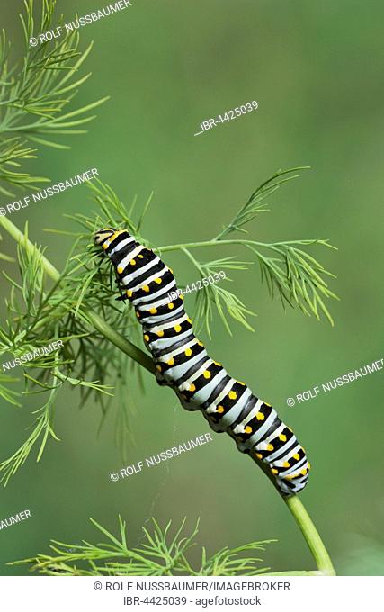 Black Swallowtail (Papilio polyxenes), caterpillar eating on fennel host plant (Foeniculum vulgare), Hill Country, Texas, USA