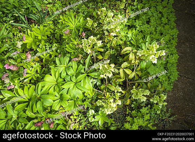 Corsican Hellebore, Helleborus argutifolius (syn. trifolius, corsicus), flowering in Pruhonice, Czech Republic on April 25, 2023