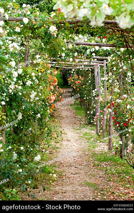 The romantic alley-way in the pergola from roses. Subtle and full taste garden and chateau La Chatonniere near Villandry. Loire Valley