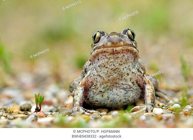 common spadefoot, garlic toad (Pelobates fuscus), on pebble stones, Germany