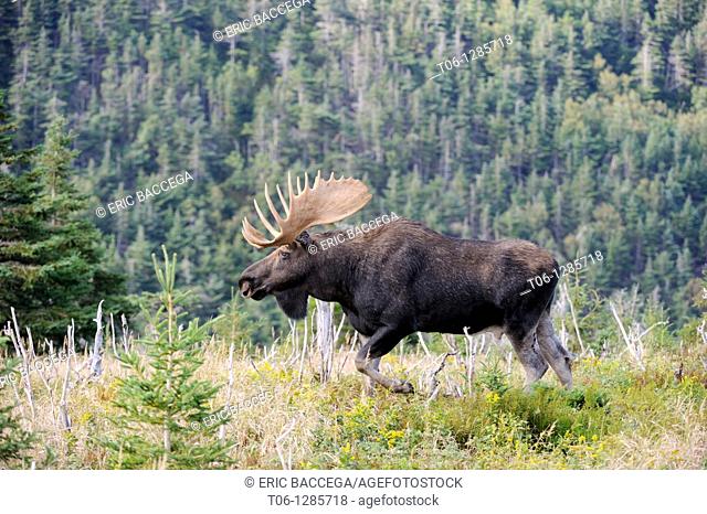 Bull moose portrait  Alces alces  Cap Breton Highlands National Park, Nova Scotia, Canada