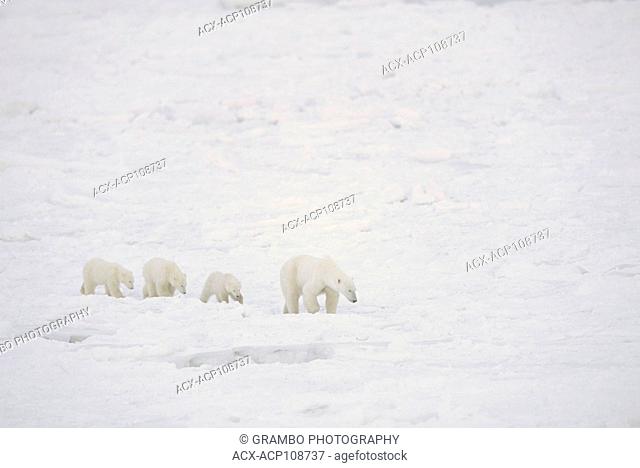 Polar Bear mother with three cubs Ursus maritimus, walk on nearshore ice near Churchill, Manitoba Canada