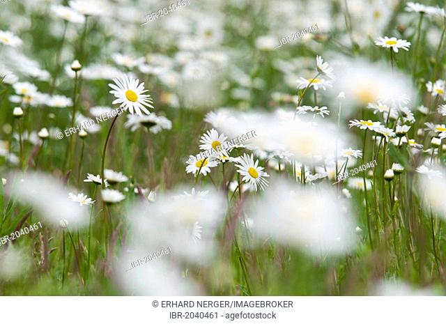Wildflower meadow with Oxeye Daisies (Leucanthemum vulgare), Haren, Emsland region, Lower Saxony, Germany, Europe