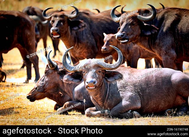Afrikanische Büffel im Murchison Falls Nationalpark Uganda (Syncerus caffer) | African buffalo, Murchison Falls National Park Uganda (Syncerus caffer)