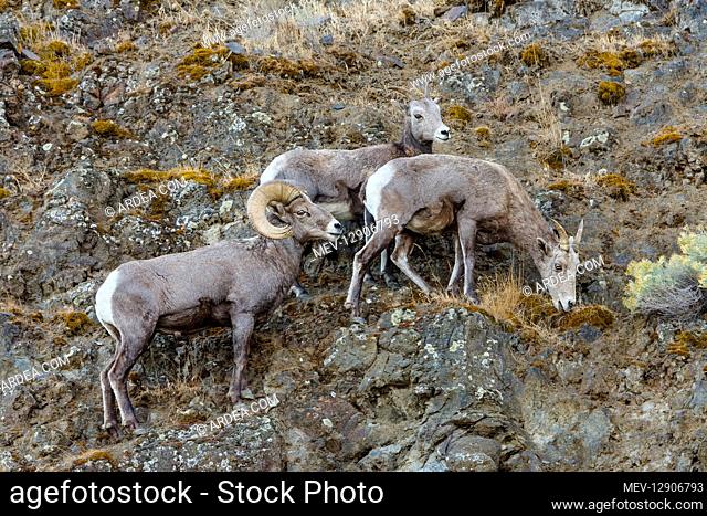 Bighorn Sheep (Ovis canadensis) ram with two ewes near the John Day and Columbia Rivers in North Central Oregon. October