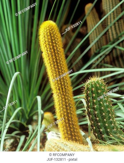 cactus / Seticereus icosagonus