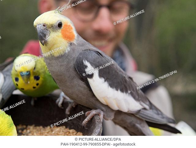 11 April 2019, Mecklenburg-Western Pomerania, Marlow: Budgerigars and nymph parakeets sit in the restored budgerigar enclosure in the bird park