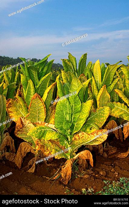 Cultivated tobacco (Nicotiana tabacum), nightshade family, Tobacco crop, plants ready for harvest, utricularia ochroleuca (U.) (U.) S. A