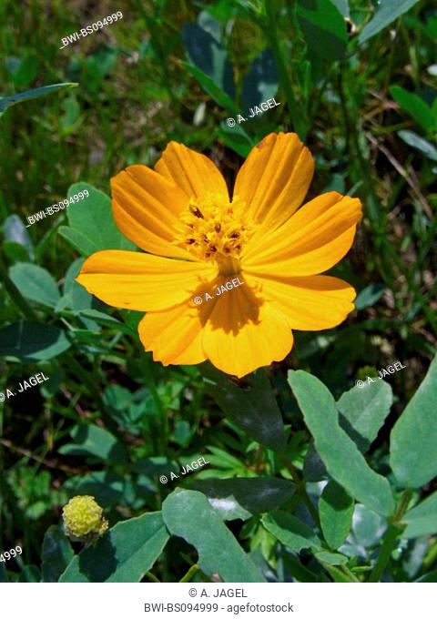 Orange Cosmos (Cosmos sulphureus), blooming