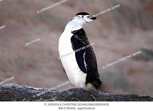 Chinstrap Penguin (Pygoscelis antarctica), adult, Brown Bluff, Antarctica