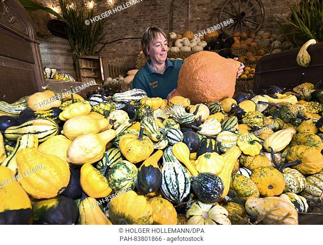 Squash farmer Susanne Rust with a large Hubbard pumpkin and other, smaller squash varieties in Lower Saxony, Germany, 26 August 2016
