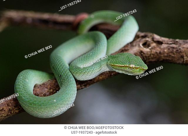 Green viper. Image taken at Kampung Satau, Sarawak, Malaysia