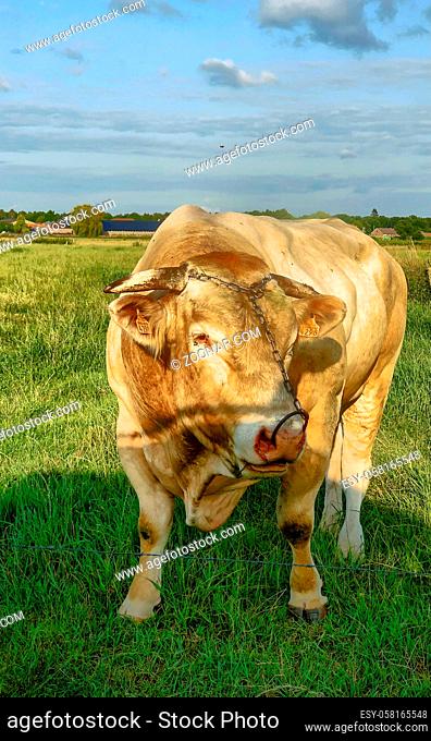 Huge pedigree limosine bull cow grazing in the sun on a summer meadow