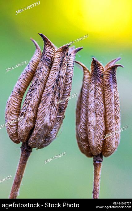 Aquilegia vulgaris hybrid, 'Black Barlow' columbine, faded, seed, close up