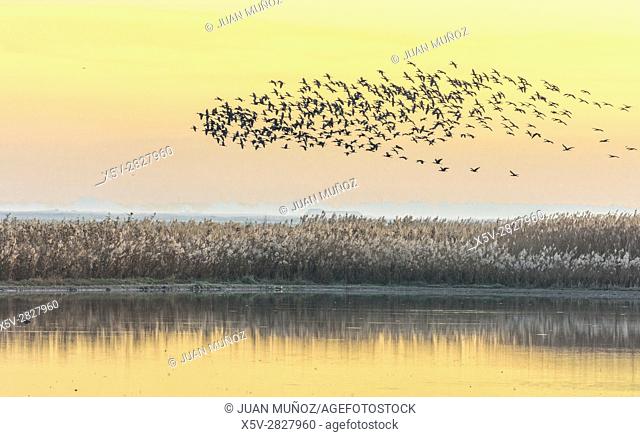 Common side moritos (Plegadis falcinellus) flying over the Reedbeds at dawn. Doñana Natural Park. Seville. Andalusia. Spain