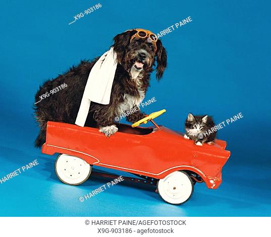 Dog and cat in toy car
