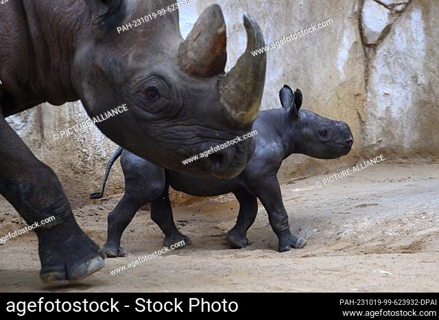 19 October 2023, Saxony-Anhalt, Magdeburg: A rhino calf walks behind its mother ""Malaika"" at Magdeburg Zoo. The young animal is a girl and was born on 08...