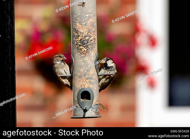House sparrow Passer domesticus adult male and female birds on a garden bird feeder, Suffolk, England, UK, August