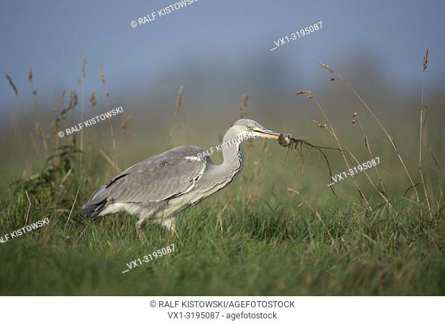 Gray Heron (Ardea cinerea) in typical environment caught am rodent / mouse, successful hunter, with prey.