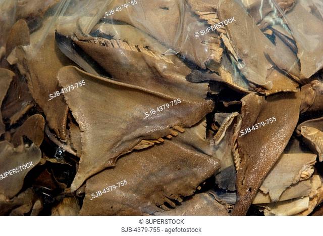 A bag of dried shark fin for sale, Kota Kinabalu, Sabah, Borneo, Malaysia