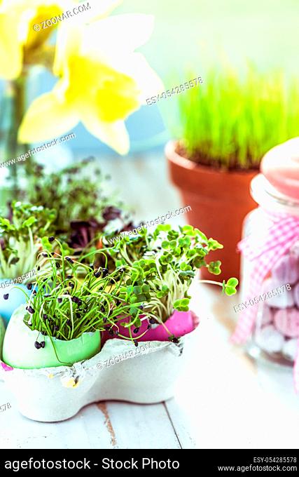 Healthy eating, sprouts in easter egg shells. Easter decoration and dieting concept