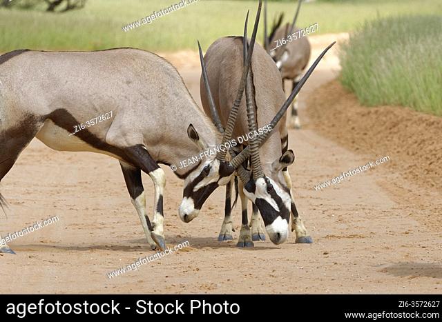 Gemsboks (Oryx gazella), two adult males, fighting on a dirt road, Kgalagadi Transfrontier Park, Northern Cape, South Africa, Africa