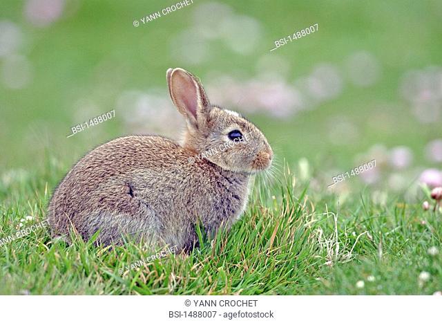 European rabbit, Shetland Islands, Scotland. Oryctolagus cuniculus  Rabbit  Leporid  Mammal