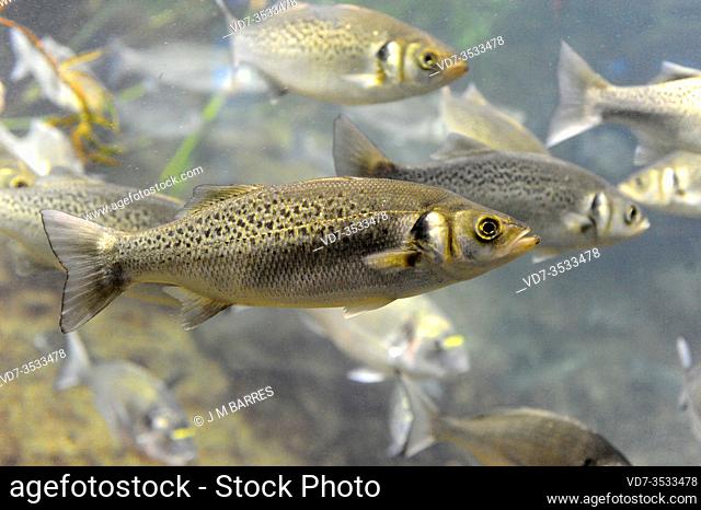 Spotted seabass (Dicentrarchus punctatus) is a marine fish native to Mediterranean Sea and eastern Atlantic coasts from English Channel to Senegal