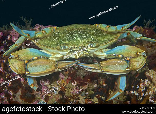 Blue crab. Atlantic blue crab. Chesapeake blue crab (Callinectes sapidus). Eastern Atlantic. Galicia. Spain. Europe