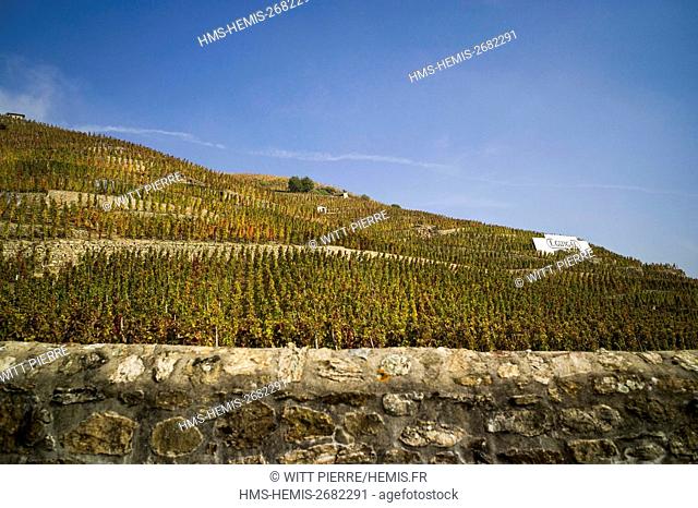 France, Rhone, Ampuis, Rhone valley, wine of Cote du Rhone, vineyards of Cote Rotie, Cote Blonde, Guigal domain