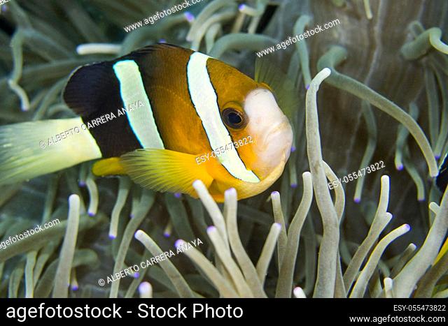 Clarkâ. . s Anemonefish, Amphiprion clarkii, Clownfish, Anemonefish, Damselfish, Lembeh, North Sulawesi, Indonesia, Asia