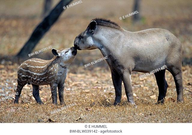 Brazilian tapir, South American tapir Tapirus terrestris, mother and young sniffing at each other