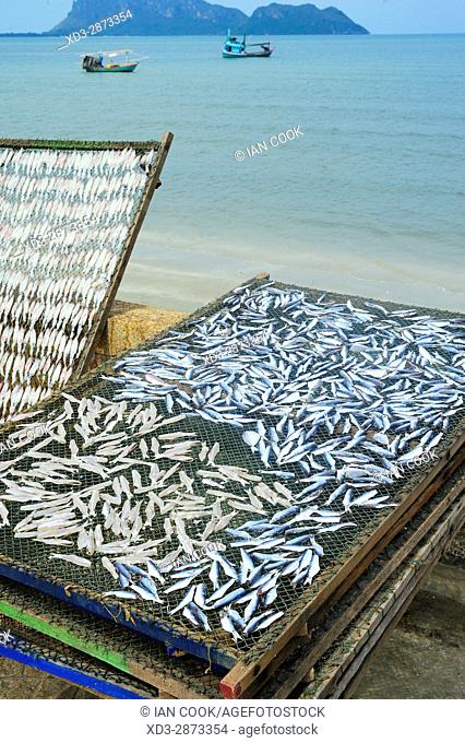 fish drying on a rack, Prachuap Khiri Khan, Thailand