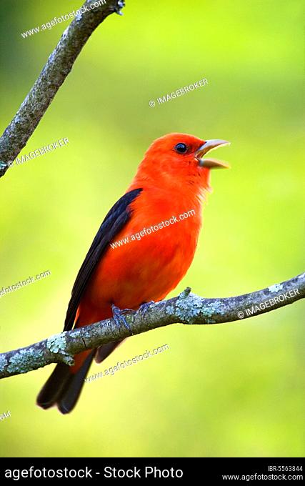 Scarlet tanager (Piranga olivacea), scarlet tanager, tanagers, songbirds, animals, birds, Scarlet Tanager adult male, singing