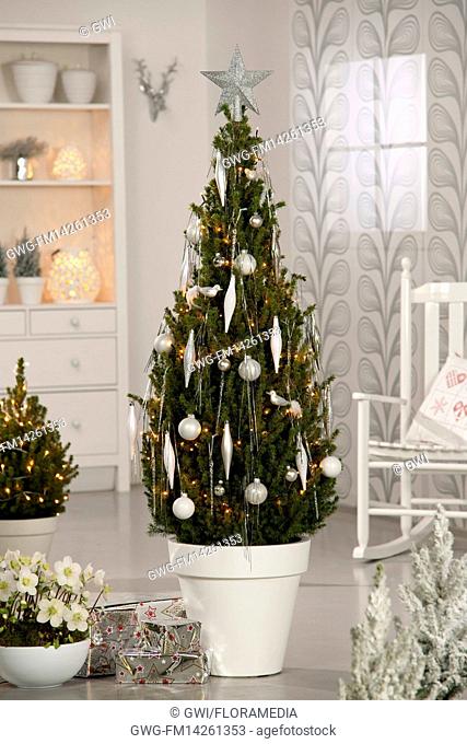 PICEA GLAUCA CONICA- AS CHRISTMAS TREE WITH DECORATIONS (WHITE THEME)