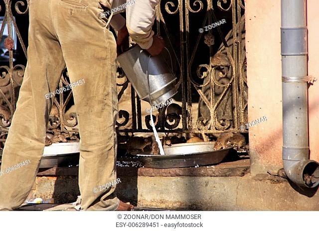 Man pouring milk for rats, Karni Mata Temple, Desh