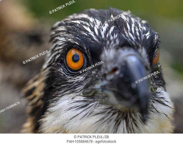21.06.2018, Brandenburg, Klosterwalde: A young osprey sits on the ground in front of its nest. Previously, Paul Sommer, head of the nature conservation station...