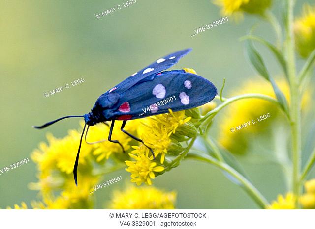 Variable Burnet, Zygaena ephialtes. A black moth with colorful spots: red, yellow, white or mixed. larval host plants: Coronilla varia, Coronilla emerus
