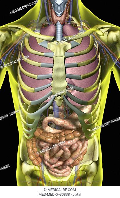 The digestive and respiratory system