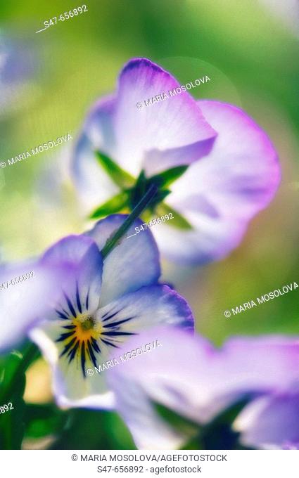 Pansy Flower Close-up. Viola x wittrockiana. May 2007, Maryland, USA