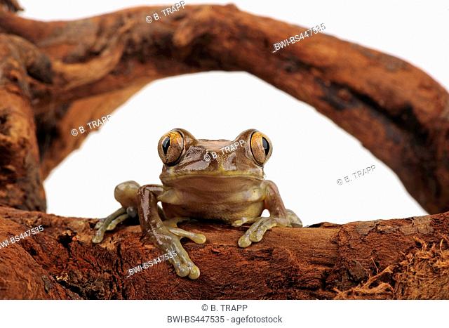 Niger Forest Treefrog (Leptopelis millsoni), sitting on a branch, cutout, Cameroon