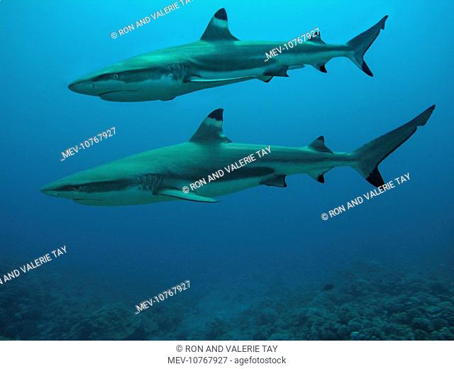 Black-tip / Blacktip Reef shark - A male swimming above a female Black-tip / Blacktip Reef shark, Not considered dangerous to man these smallish sharks inhabit...